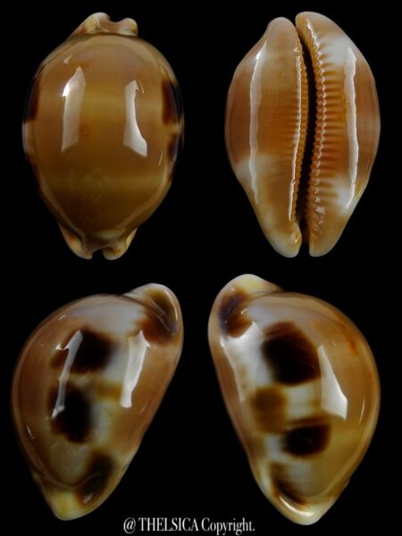 Luria tessellata .. RUSTY.. Giant.. 38,6 mm Gem (-)-0