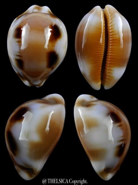 Luria tessellata 32,7 mm Gem-0