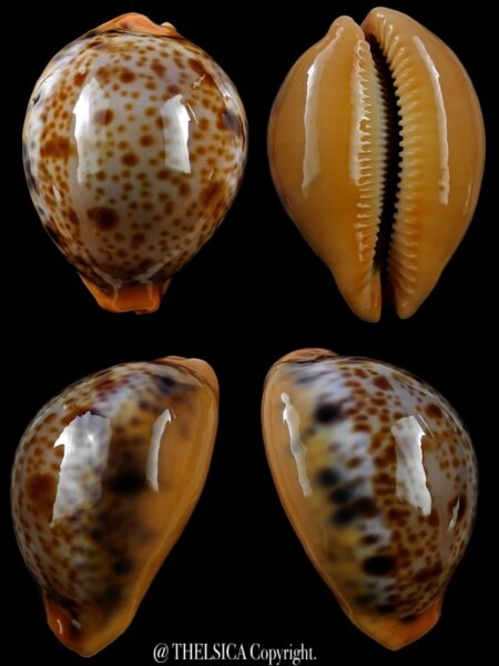 Lyncina porteri porteri 46,10 mm Gem-0