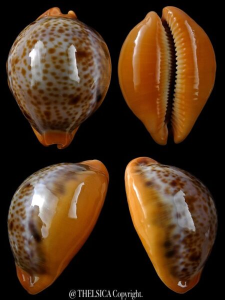 Lyncina porteri porteri 46,10 mm Gem-0