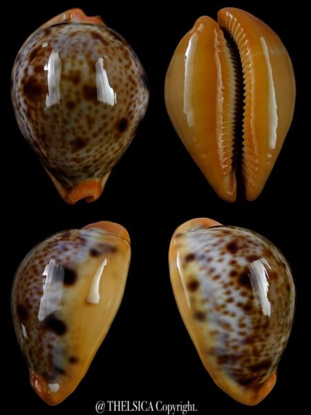 Lyncina porteri porteri 49,3 mm Gem-0