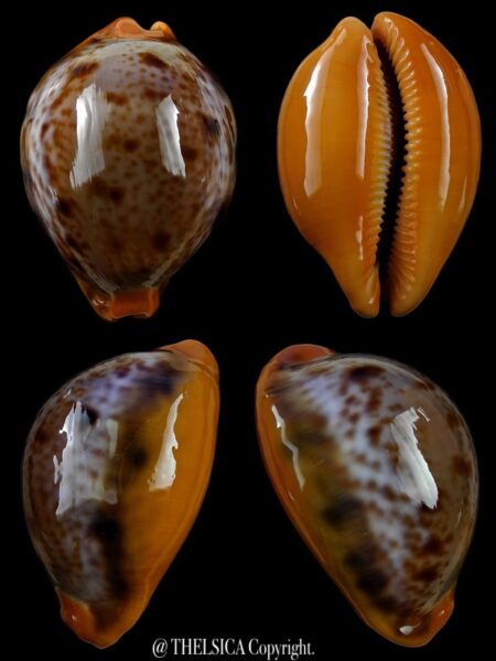 Lyncina porteri porteri 49,3 mm Gem-0