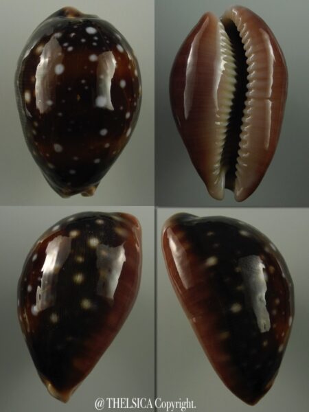 Lyncina vitellus orcina 49 mm Gem-0