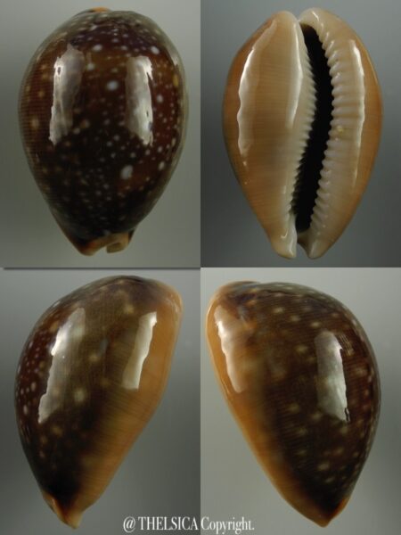 Lyncina vitellus vitellus... exceptional ... 58,2 mm Gem-0