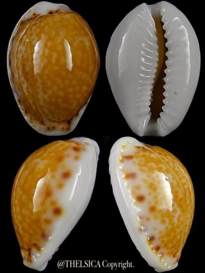 Naria acicularis marcuscoltroi 15,7 mm Gem-0