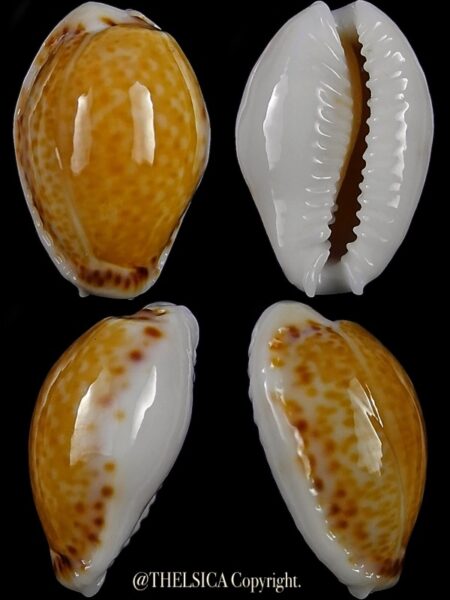 Naria acicularis marcuscoltroi 16,5 mm Gem-0