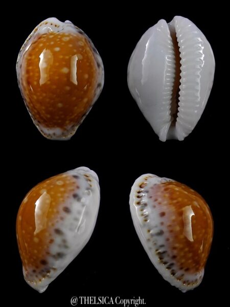 Naria cernica leforti 26,9 mm Gem-0