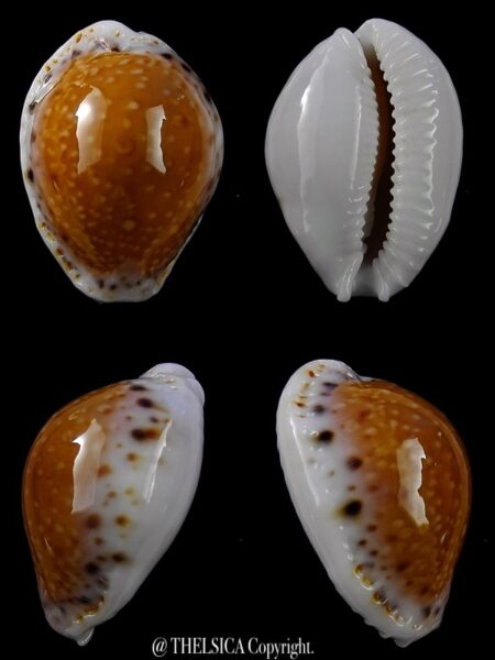 Naria cernica leforti 29,5 mm Gem-0