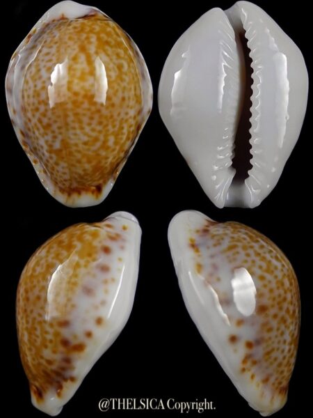 Naria cernica viridicolor 22,3 mm Gem-0