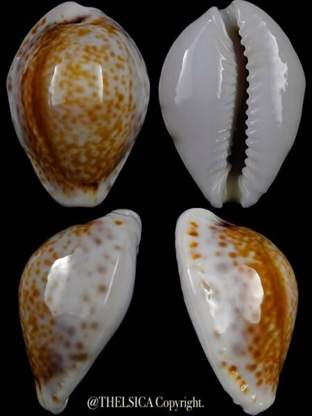 Naria cernica viridicolor 25,0 mm Gem-0