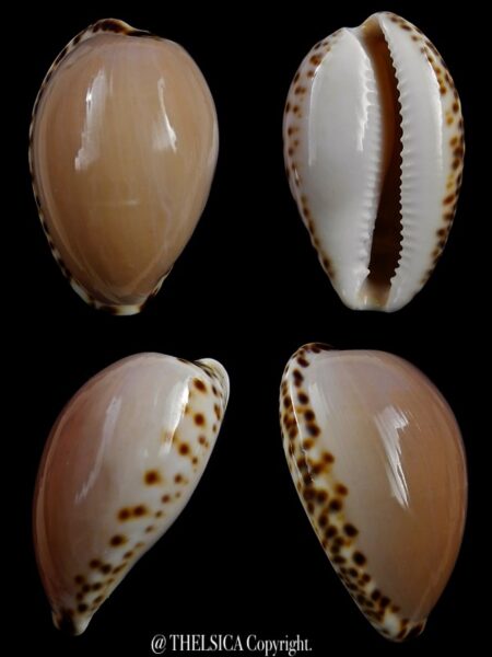 Notocypraea angustata " GIANT" 29,4 mm Gem-0