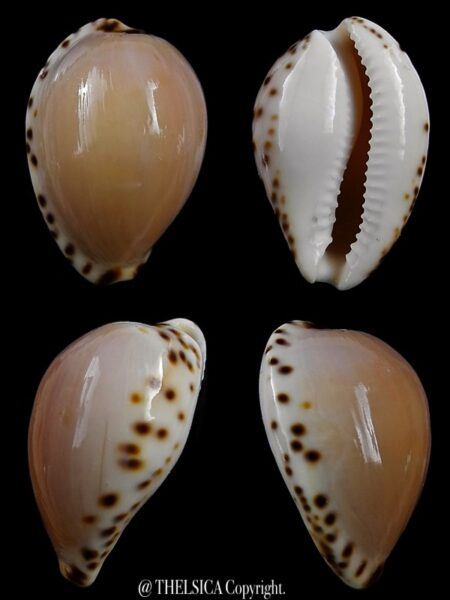 Notocypraea angustata 24,3 mm Gem-0