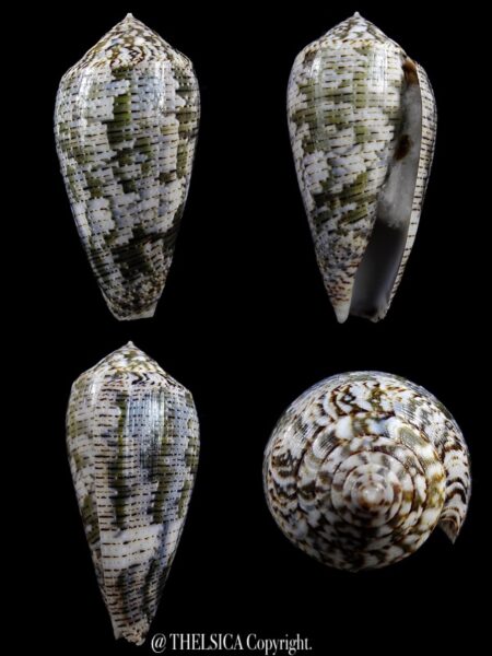 Pionoconus barbara 50,5 mm Gem-0