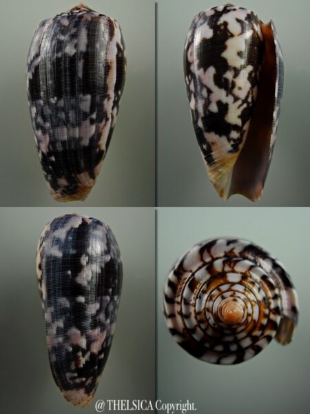 Pionoconus striatus 70,7 mm Gem-0