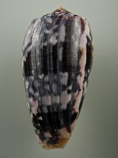 Pionoconus striatus 70,7 mm Gem-25673