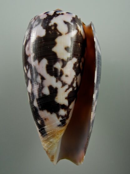 Pionoconus striatus 70,7 mm Gem-25677