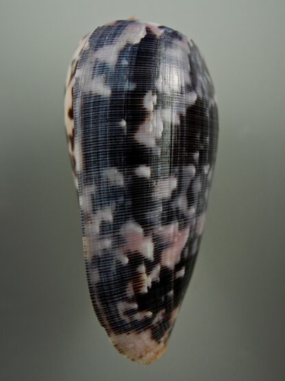 Pionoconus striatus 70,7 mm Gem-25676