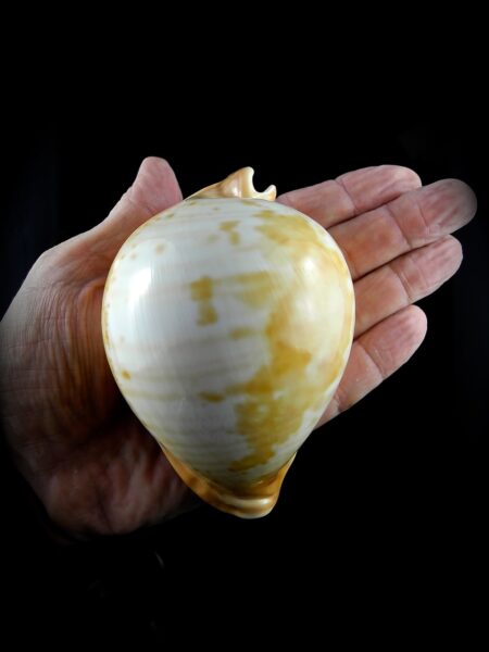 Umbilia armeniaca armeniaca ..GIANT... 114.20 mm Gem-0