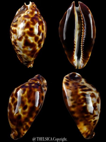 Zoila friendii friendii ...DWARF... 51,4 mm Gem-0