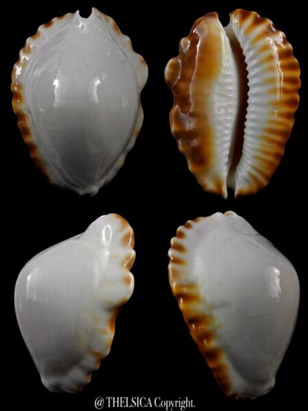 Zoila marginata ketyana hypermarginata 48 mm Gem (-)-0