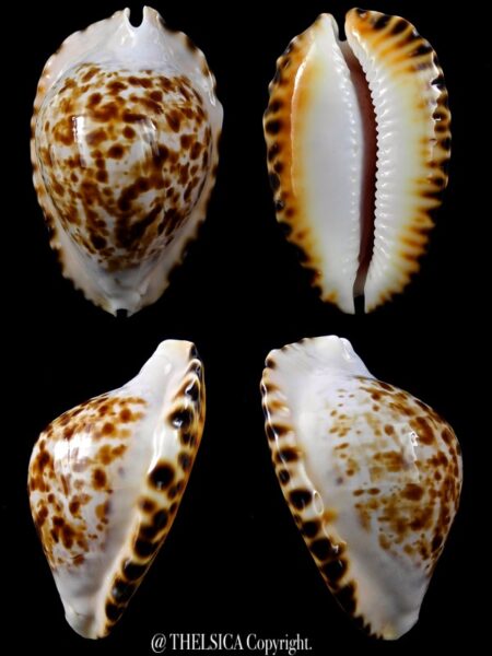 Zoila marginata bataviensis 52 mm Gem-0