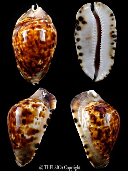 Zoila marginata consueta ... dark... 58,4 mm Gem-0