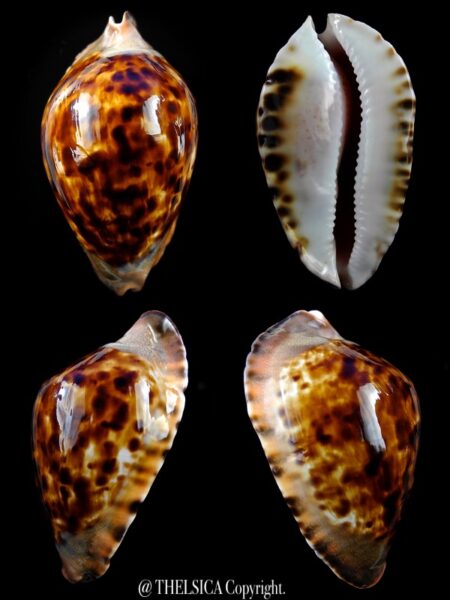 Zoila marginata consueta ... dark... 63,3 mm F+++/Gem-0
