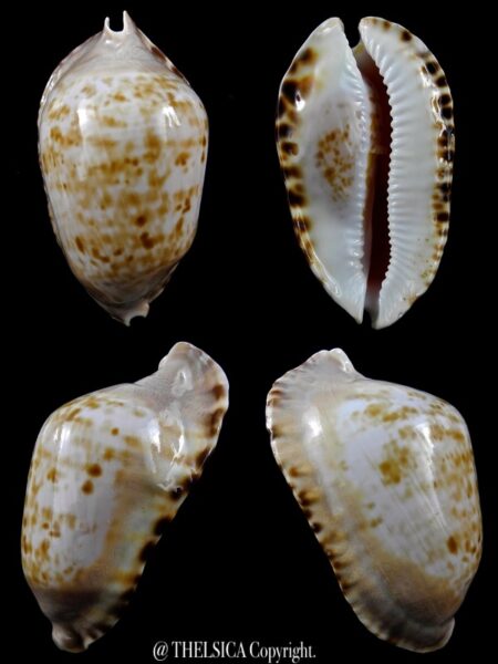 Zoila marginata consueta ... Humped... 66,6 mm Gem-0