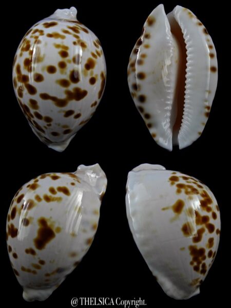 Zoila marginata orientalis 56,5 mm Gem-0