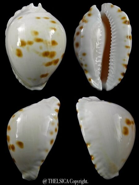Zoila marginata orientalis 57,1 mm Gem (-)-0