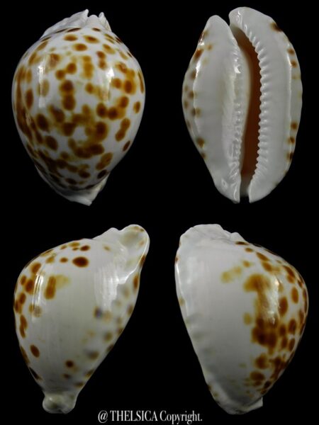 Zoila marginata orientalis 57,9 mm Gem(-)-0
