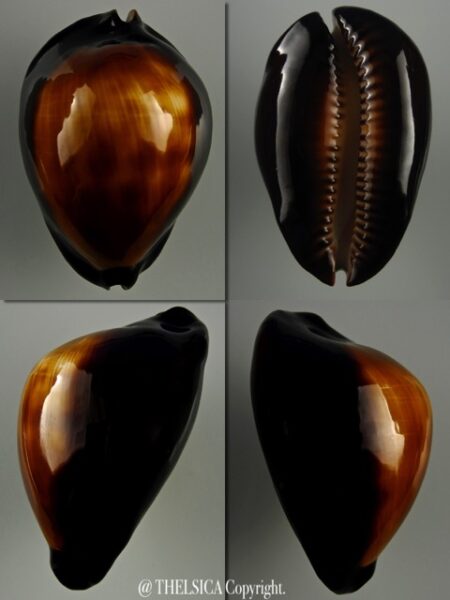 Zoila raywalkeri ..Black ... 46,6 mm Gem-0
