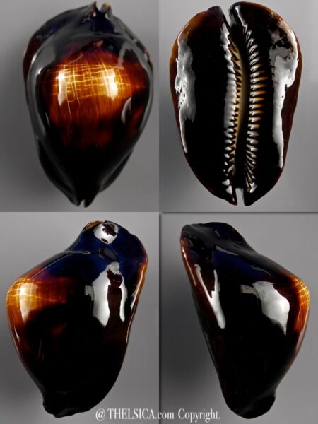 Zoila rosselli abrolhos ( var) 61,4 mm Gem-0