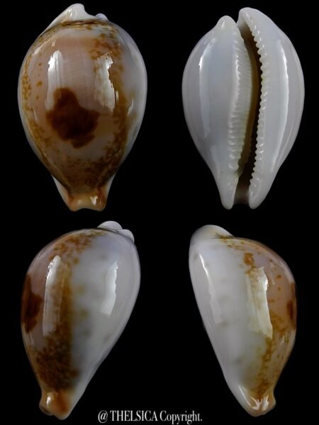 Austrasiatica hirasei 44,7 mm Gem-0