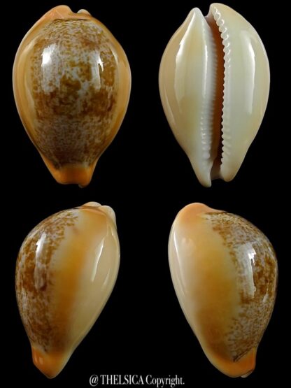 Austrasiatica langfordi "poppeorum" 55,2 mm Gem-0