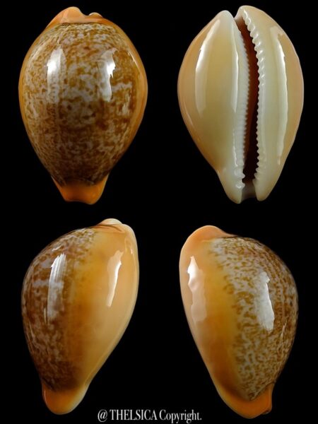 Austrasiatica langfordi "poppeorum" 55,8 mm Gem-0