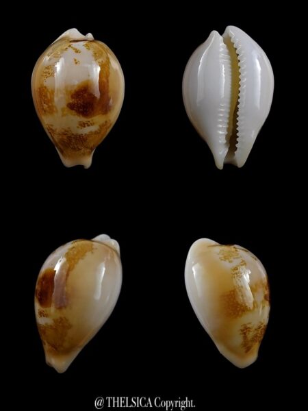 Austrasiatica sakuraii ... DWARF... 34,9 mm Gem-0