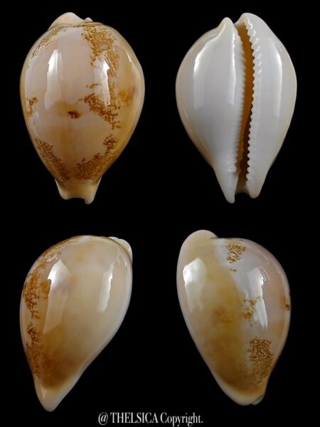 Cypraea sakuraii 45,8 mm Gem-0