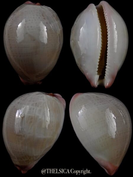 Austrocypraea reevei (macrosphaerica) 33,2 mm Gem-0