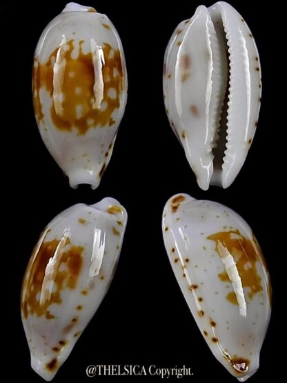 Bistolida goodalli fuscomaculata 12,9 mm Gem-0