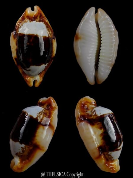 Bistolida stolida crossei N&R 32,9 mm Gem-0