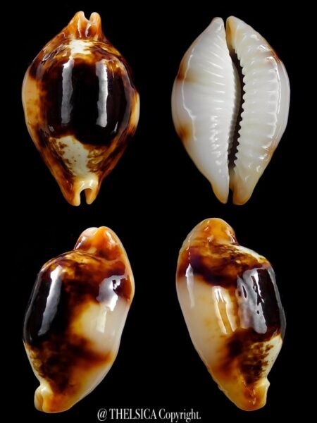 Bistolida stolida crossei N&R 34,2 mm Gem-0