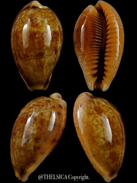 Contradusta bregeriana bregeriana 24,0 mm Gem-0