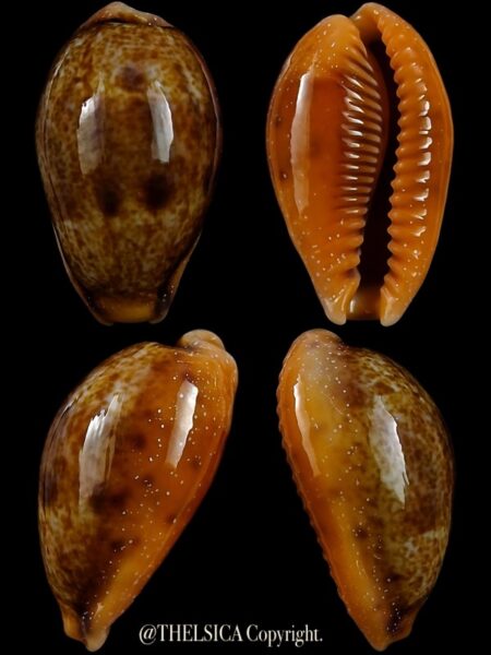 Contradusta bregeriana bregeriana 25,2 mm Gem-0