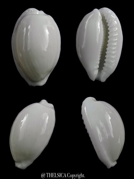 Cribrarula cribraria melwardi 22,9 mm Gem-0