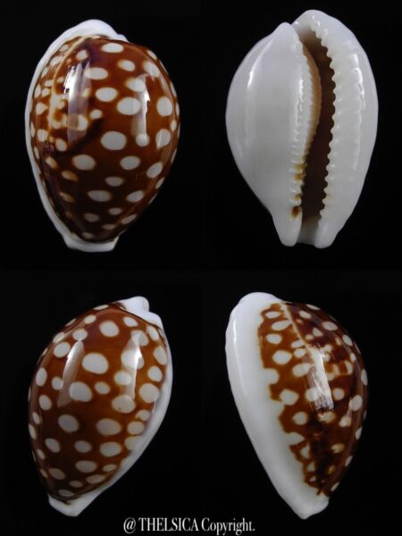 Cribrarula exmouthensis rottnestensis 31,8 mm F+++/Gem-0