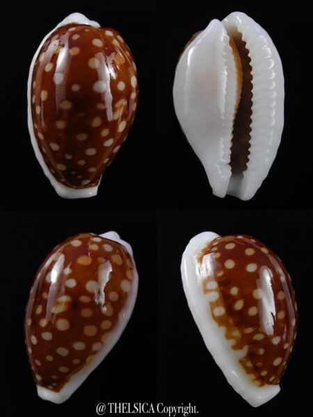 Cribrarula emouthensis rottnestensis 32,5 mm F+++/Gem-0