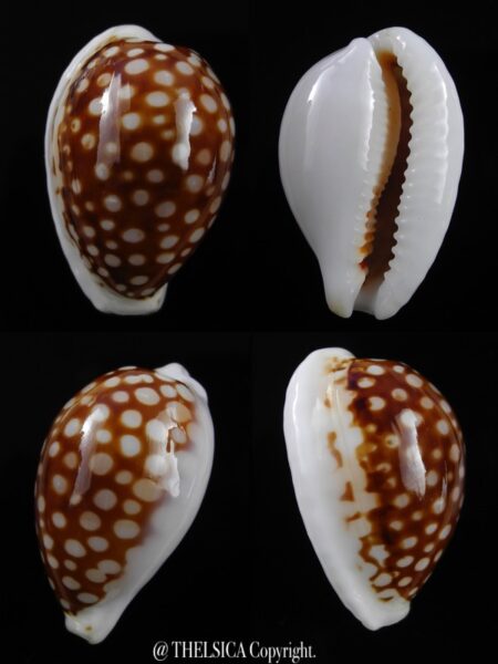 Cribrarula exmouthensis rottnestensis 32 mm Gem-0