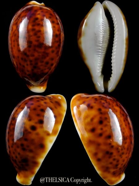 Cypraea pantherina funebralis 64,6 mm Gem-0