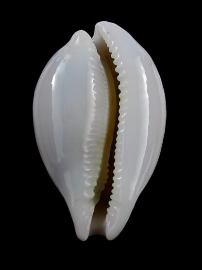 Austrasiatica hirasei 44,7 mm Gem-27363